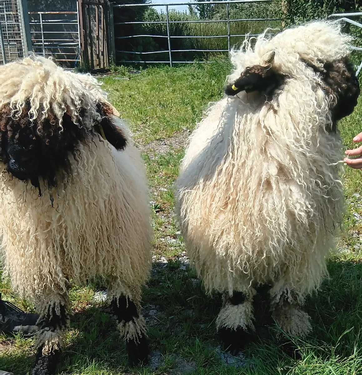 PB Valais Blacknose Ewe Lambs - Image 2