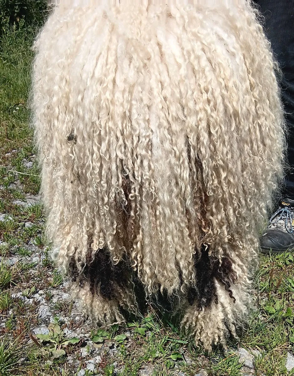 PB Valais Blacknose Ewe Lambs - Image 3