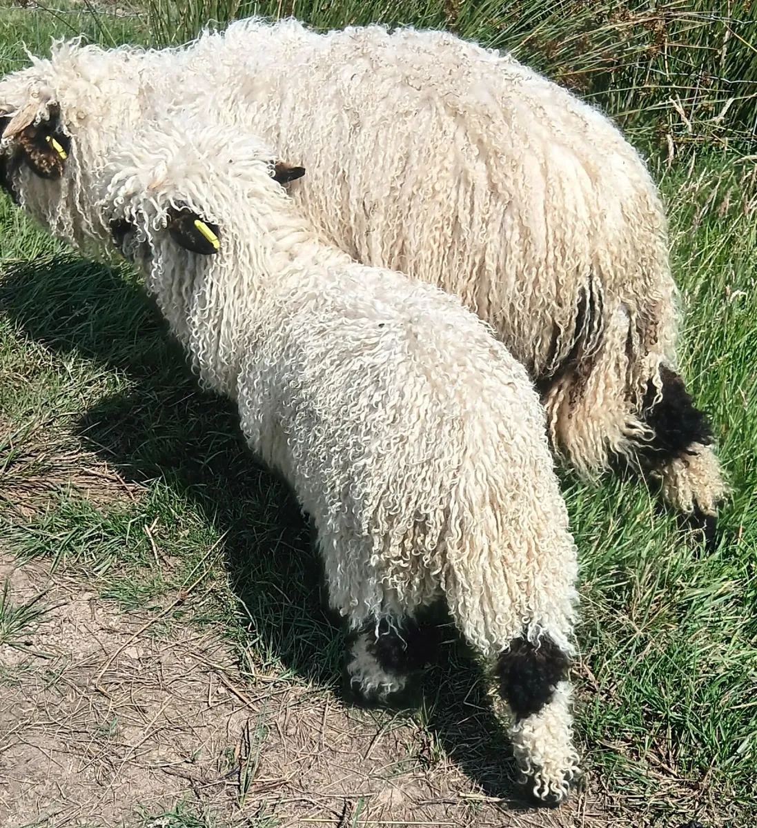 PB Valais Blacknose Ewe Lambs - Image 4