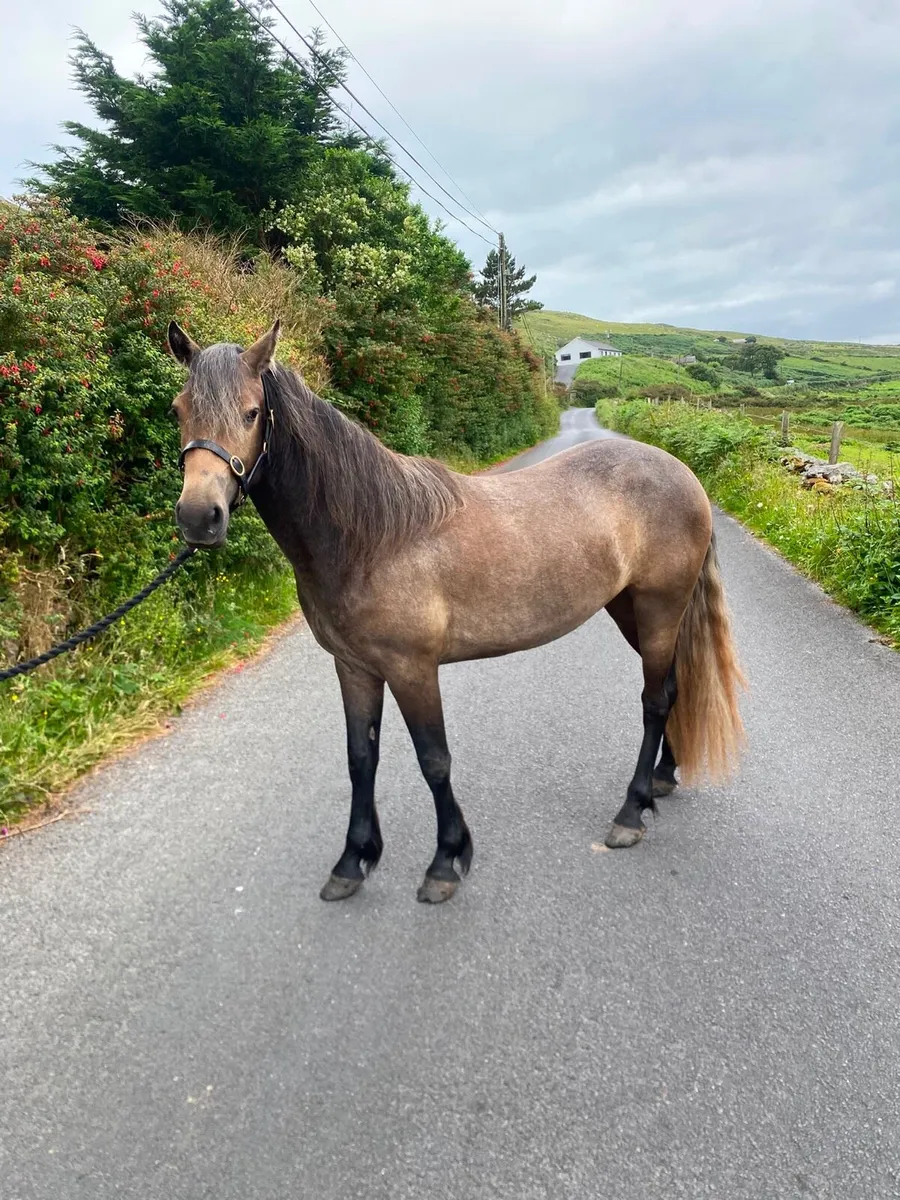 Connemara filly - Image 1