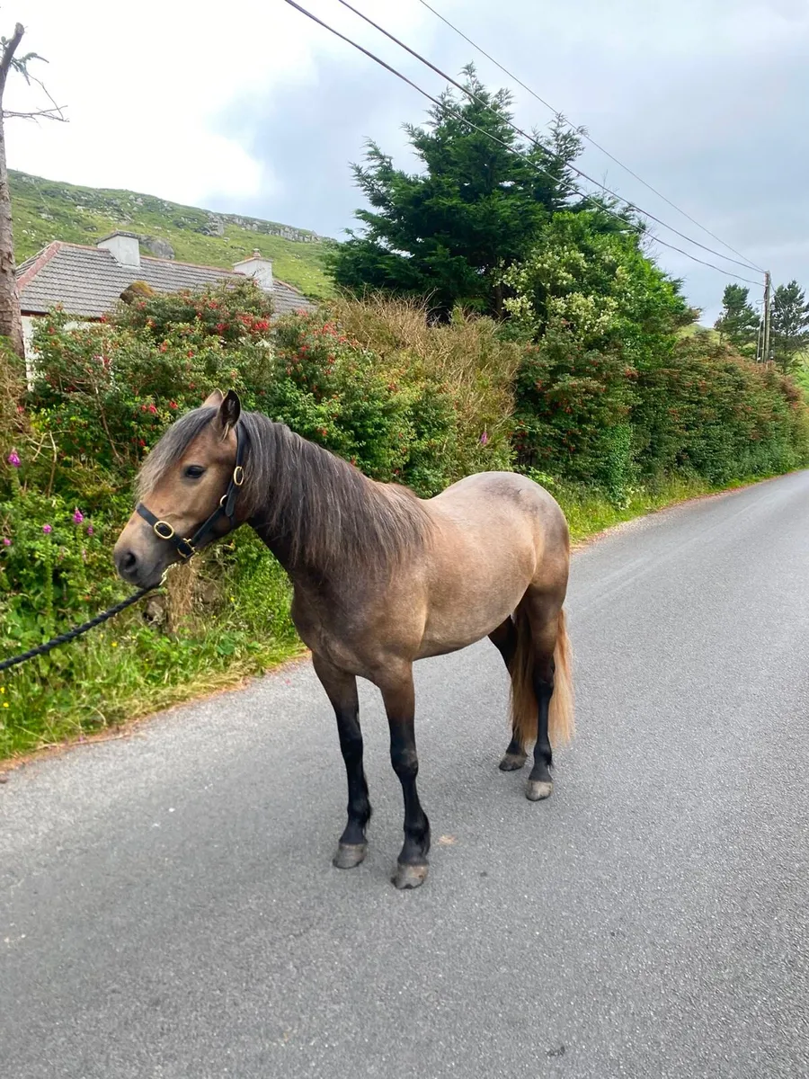 Connemara filly - Image 2
