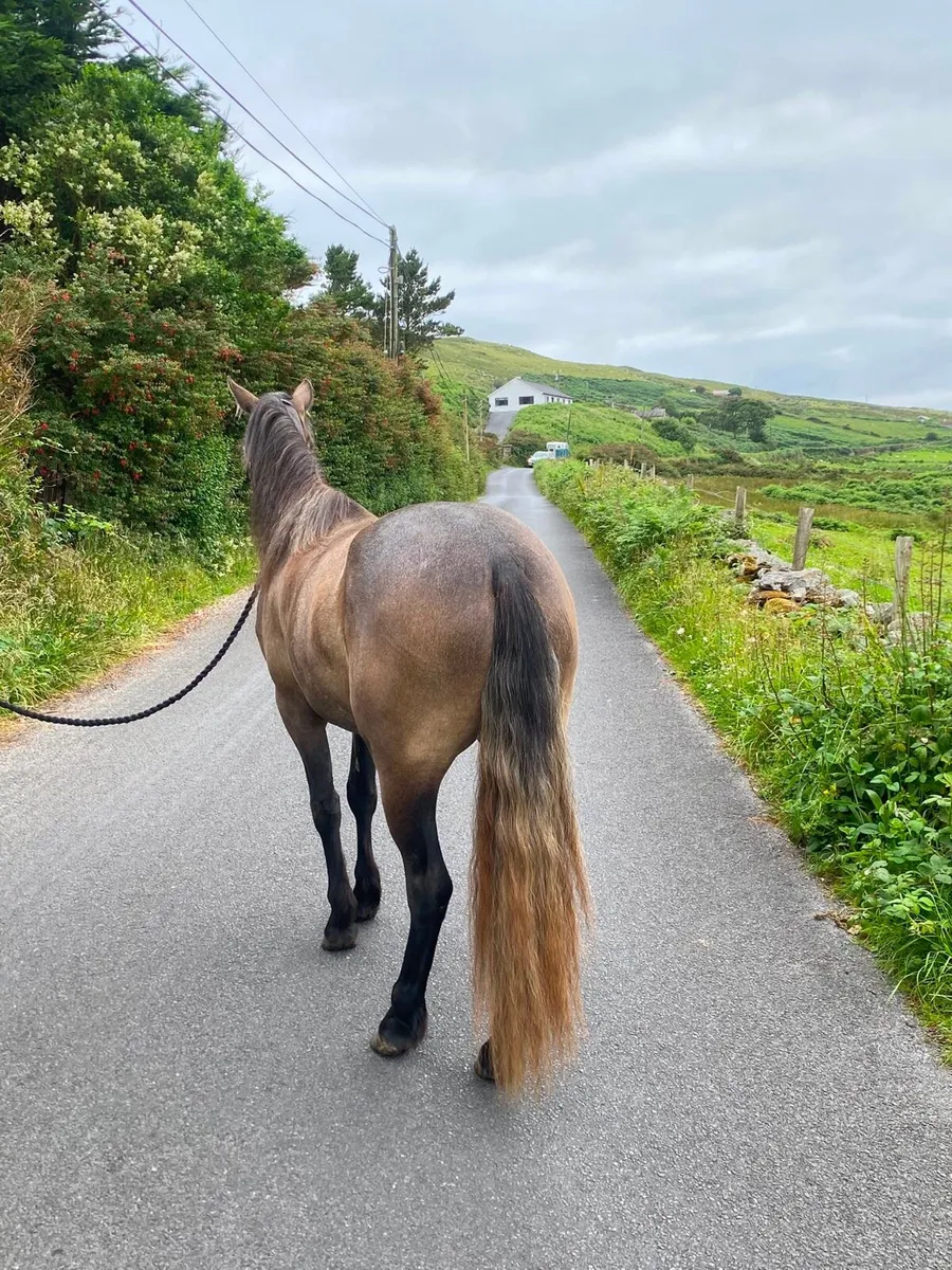 Connemara filly - Image 3