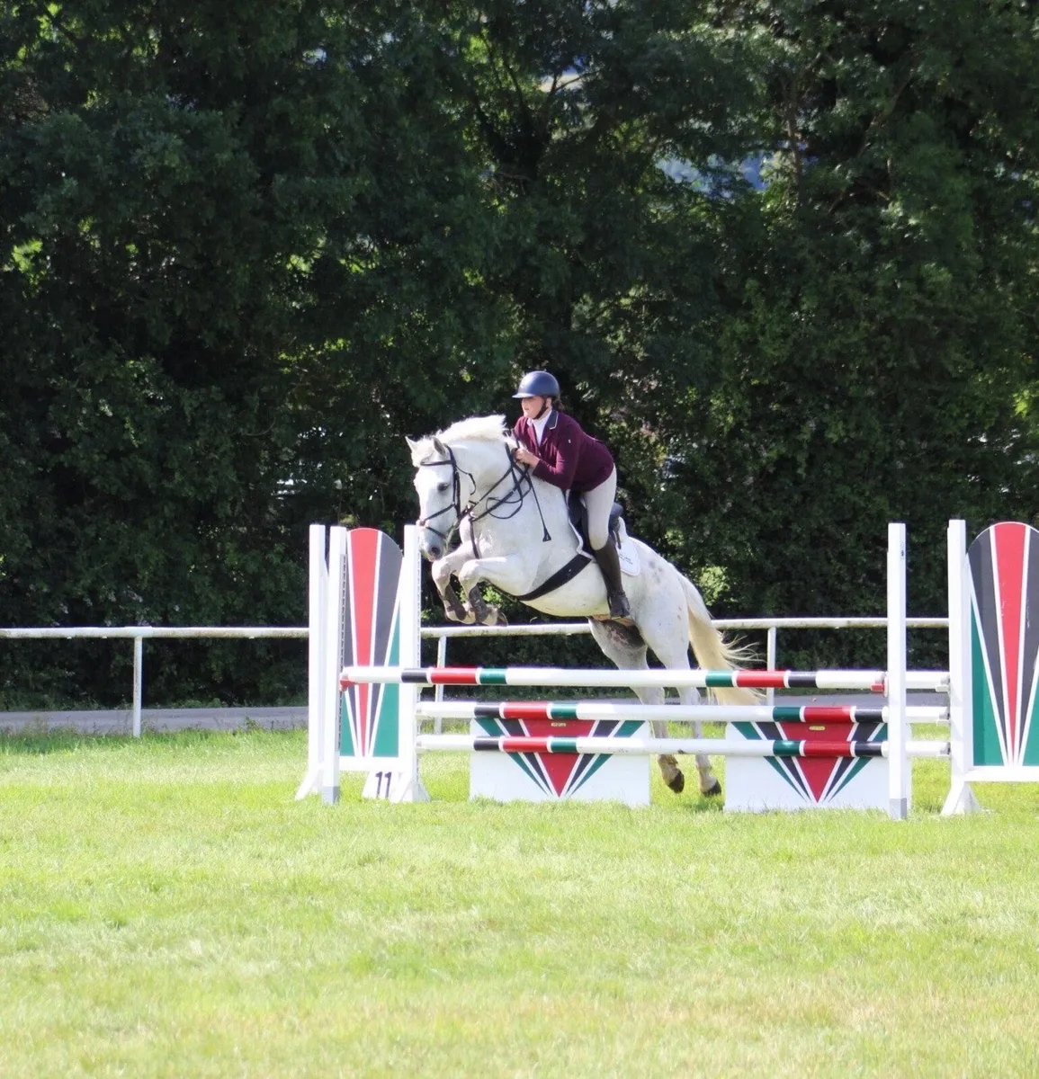 15.2 Gelding - Image 1