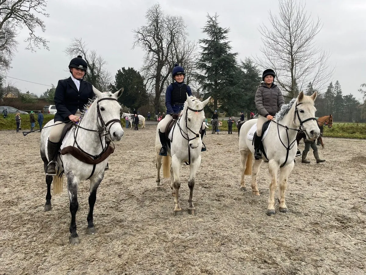 15.2 Gelding - Image 2