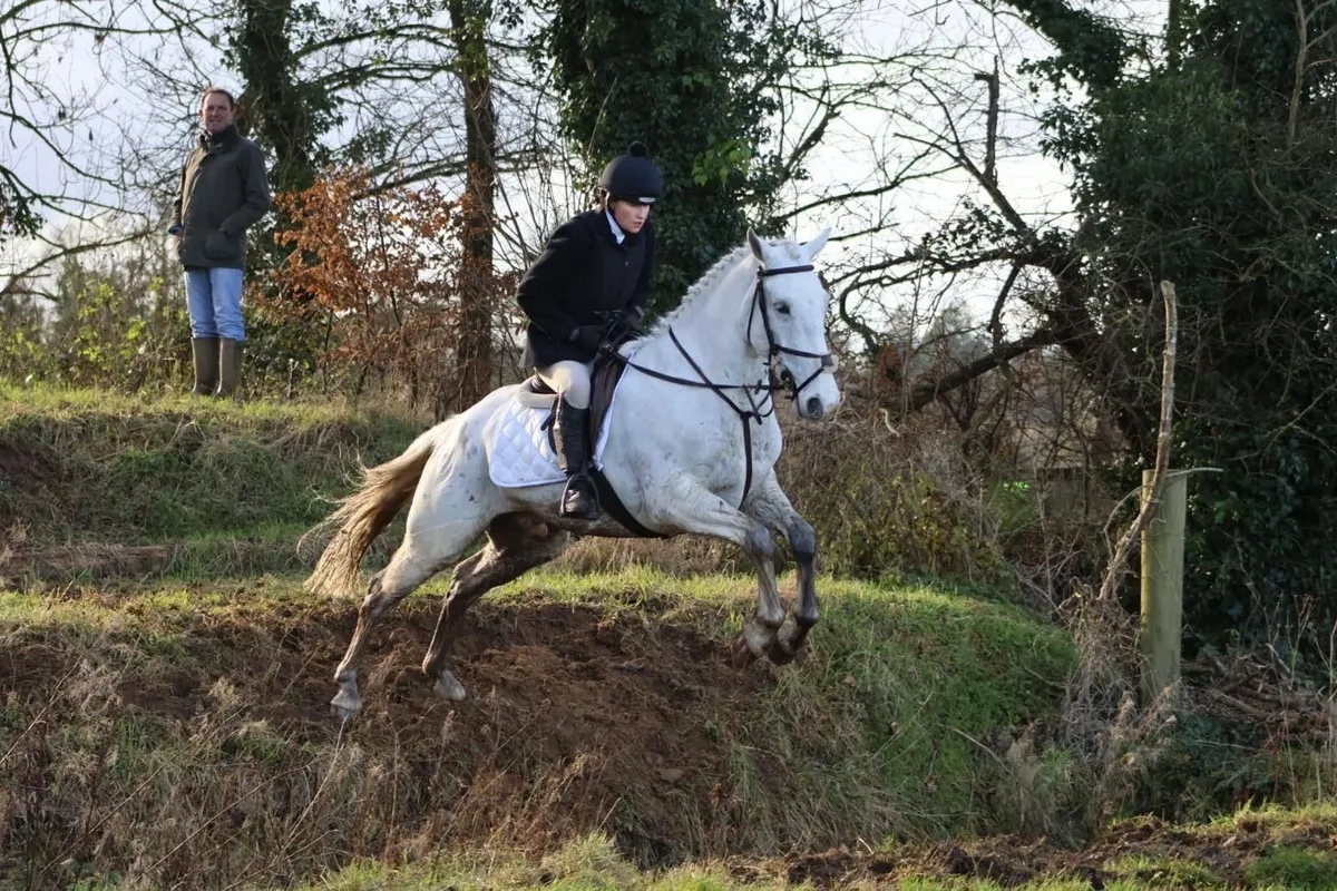 15.2 Gelding - Image 3