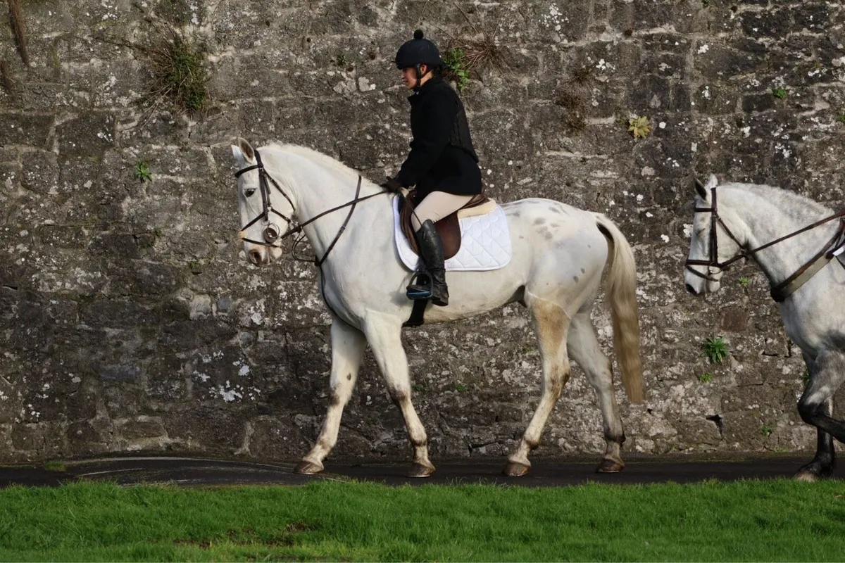 15.2 Gelding - Image 4