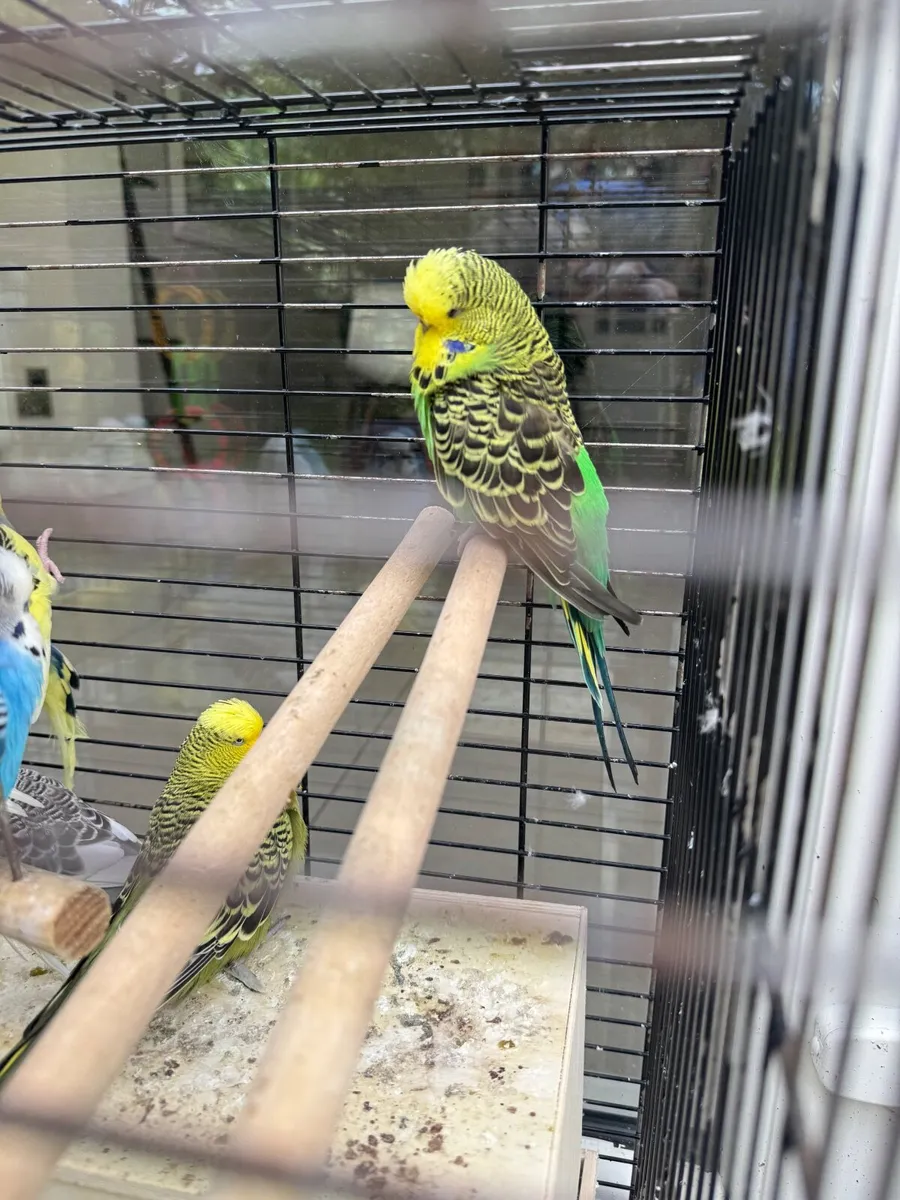 350€ Finally 18 BlackGreenYellowBlue Dunfallow/Mix - Image 1