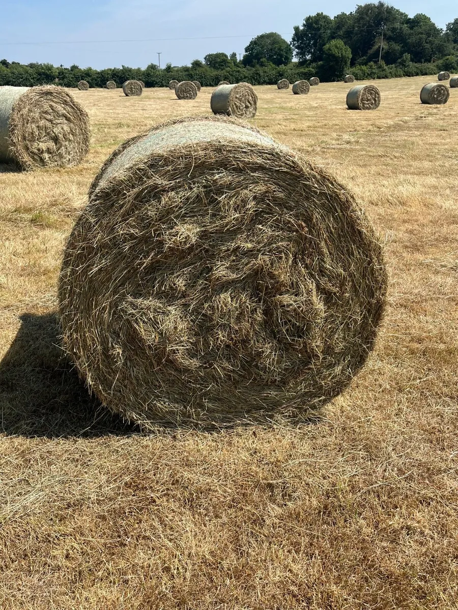 Hay - Image 3