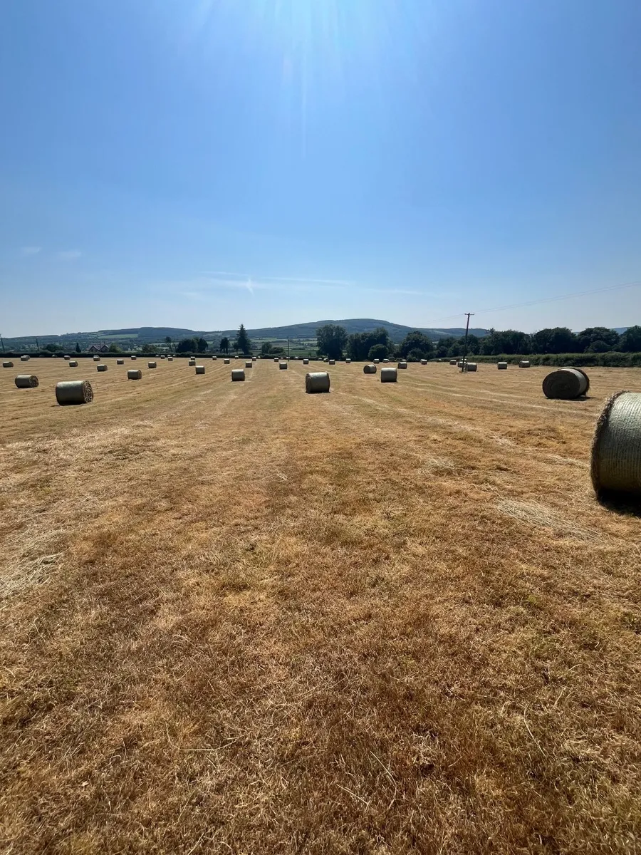 Hay - Image 2