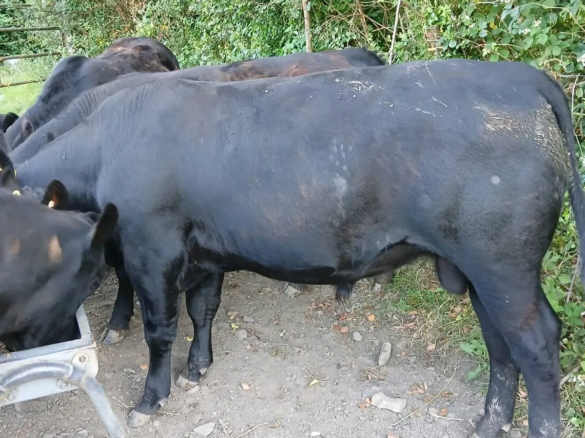 PBR Aberdeen Angus bulls - Image 2