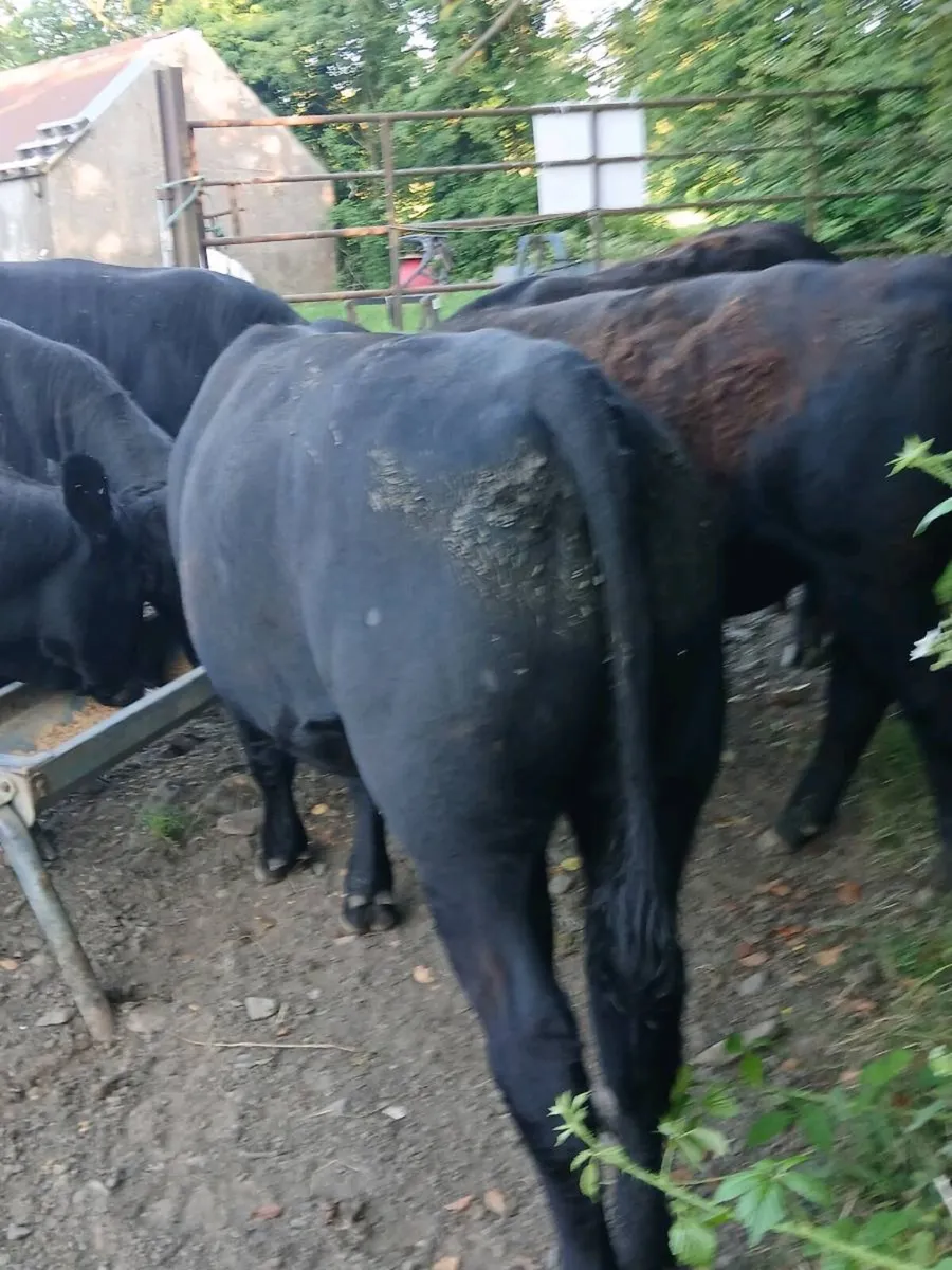 PBR Aberdeen Angus bulls - Image 3