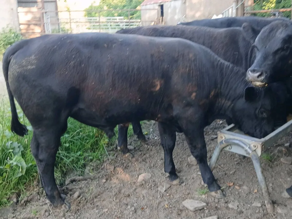 PBR Aberdeen Angus bulls - Image 4