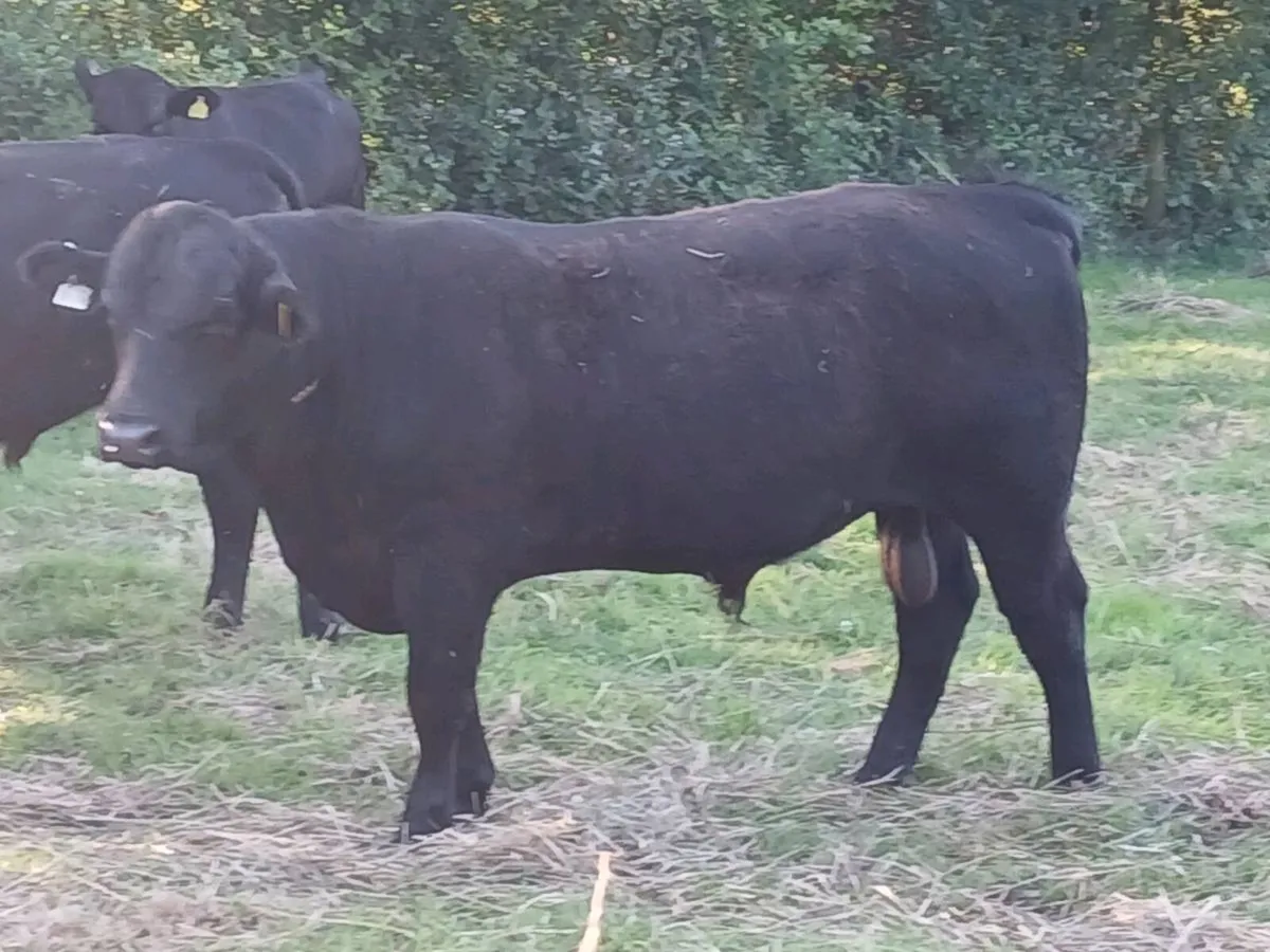 PBR Aberdeen Angus bulls - Image 1