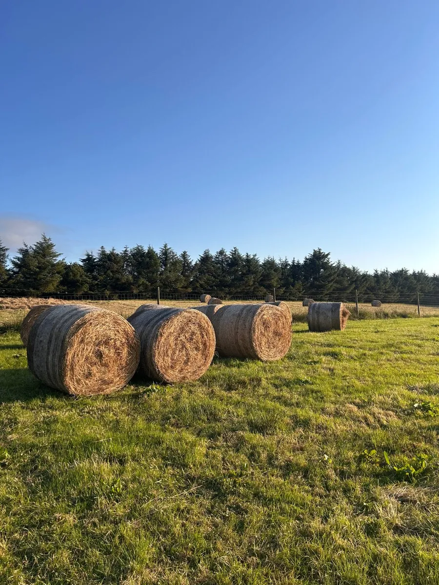 Organic Hay - 50 Round Bales