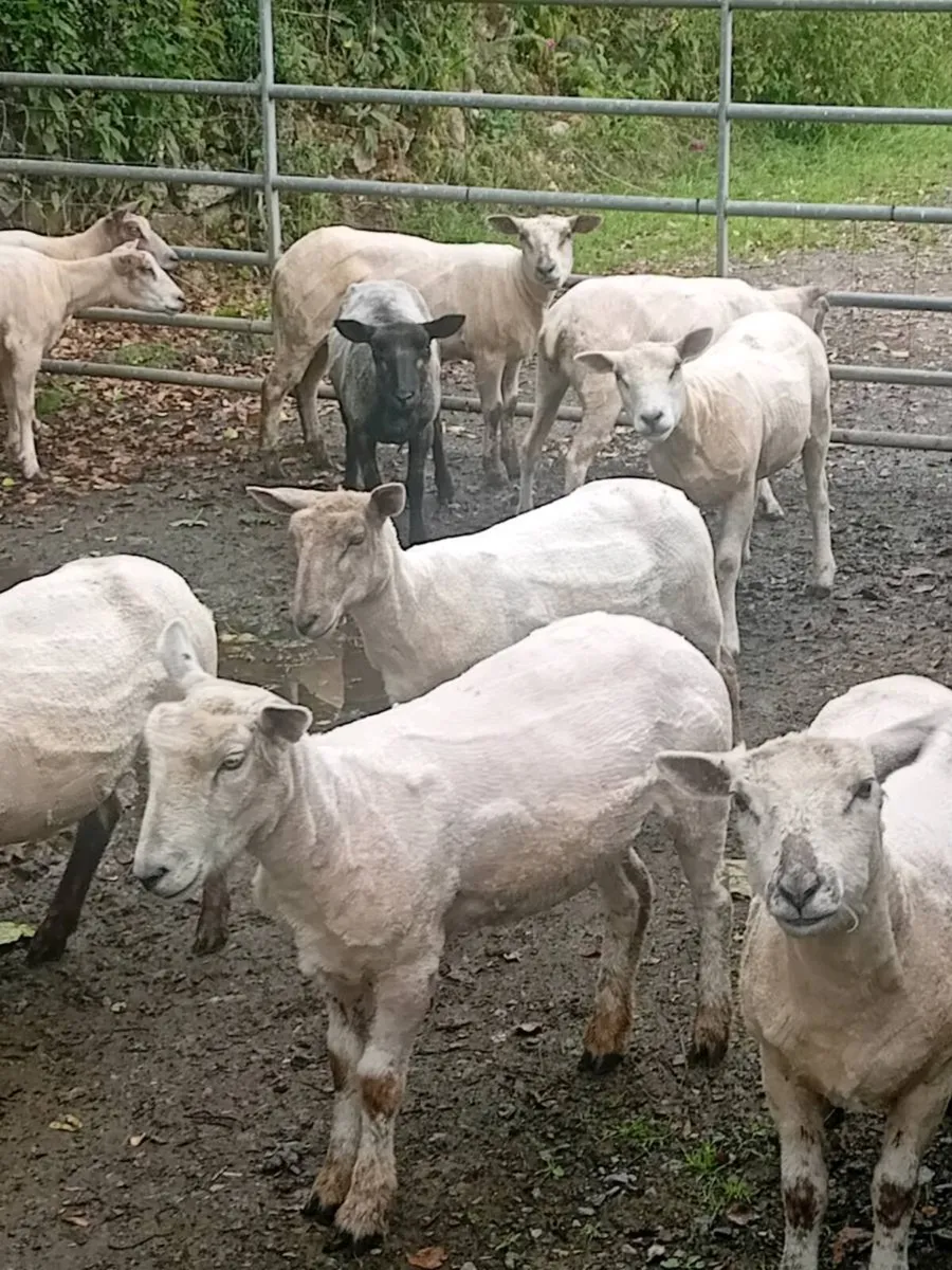 💥40 EWE HOGGETS💥 - Image 4