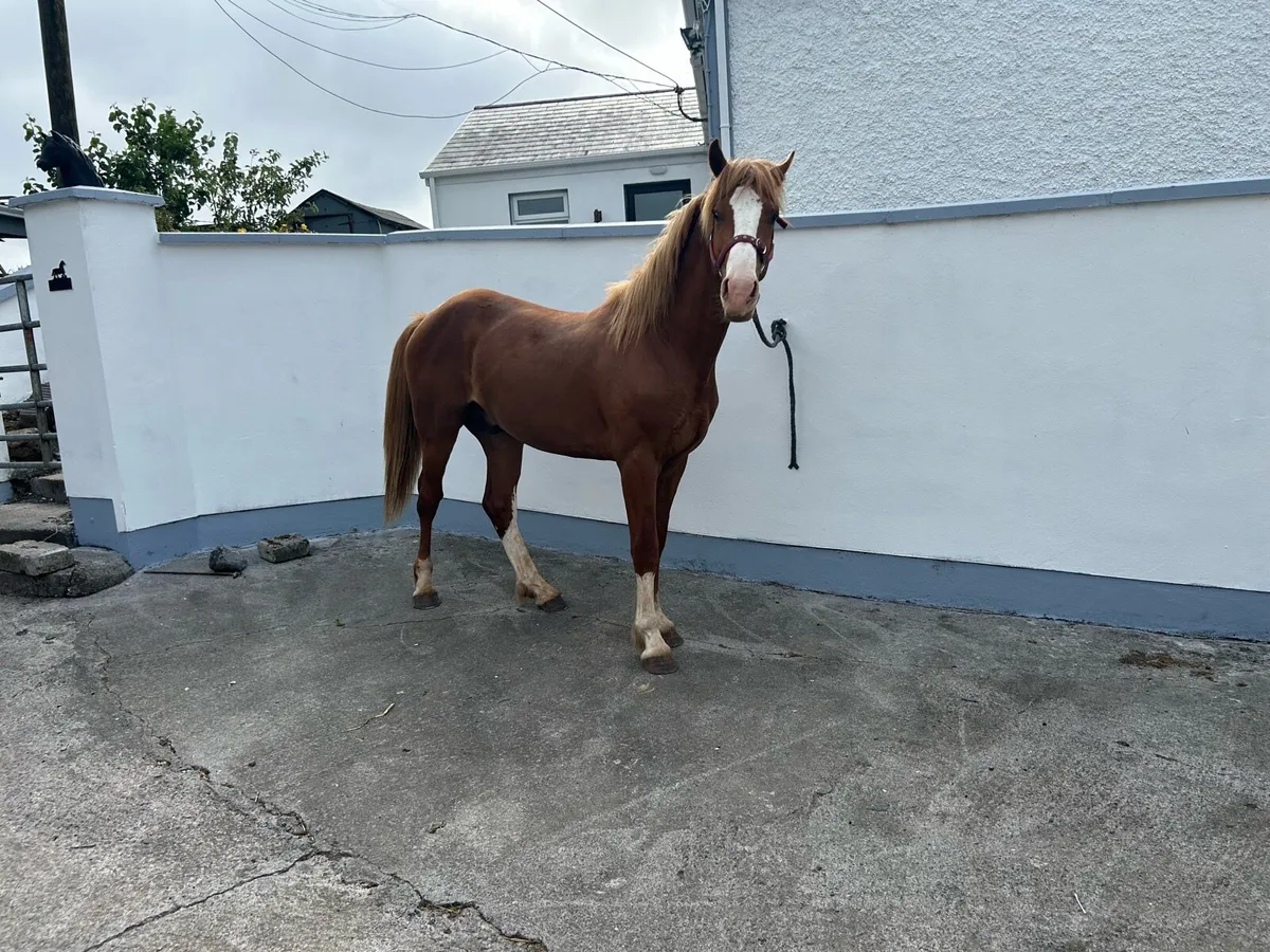 Horse - Image 1