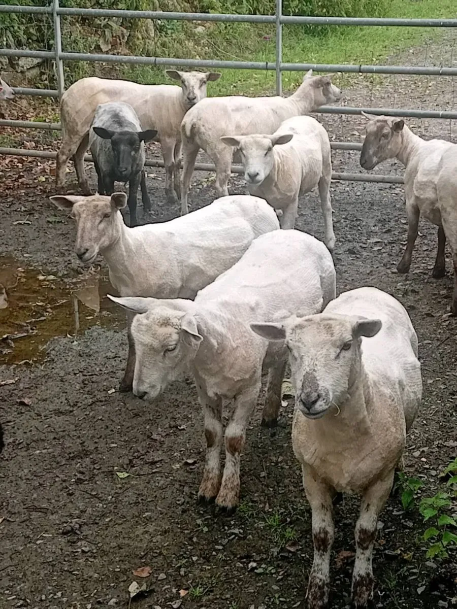 💥40 EWE HOGGETS💥 - Image 1