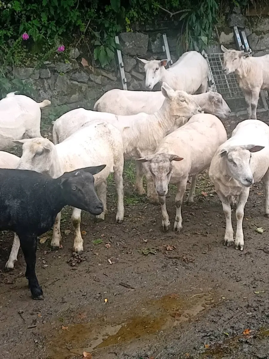 💥40 EWE HOGGETS💥 - Image 3