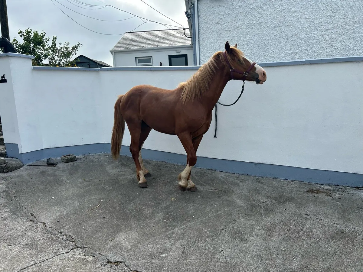 Horse - Image 4