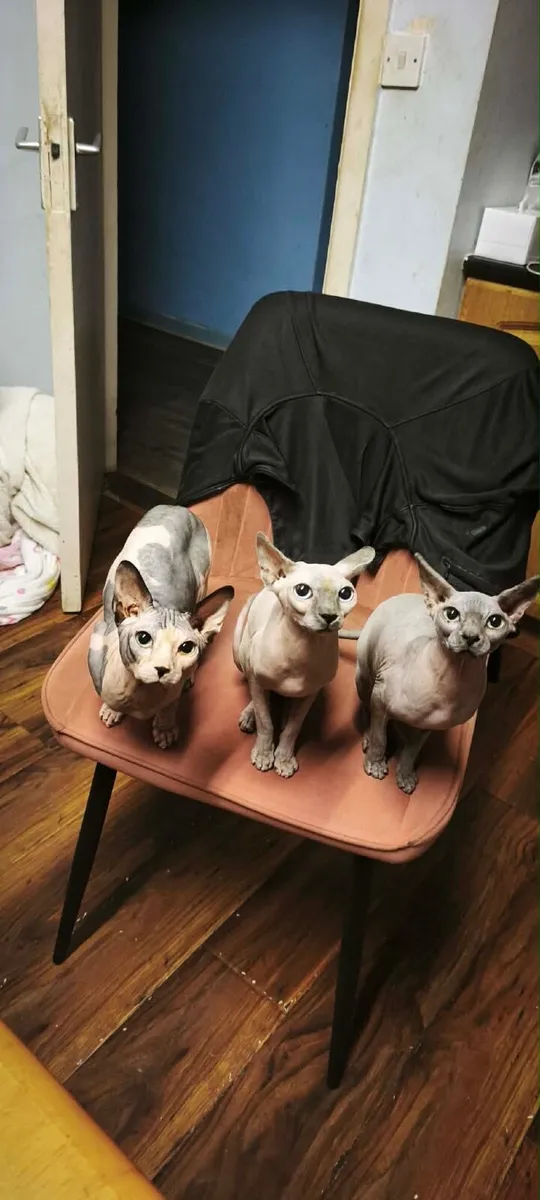 Cats - Image 1