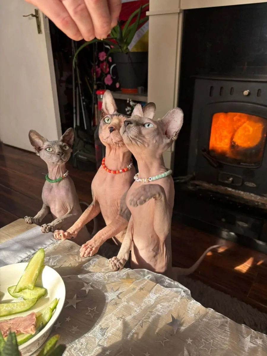 Cats - Image 2