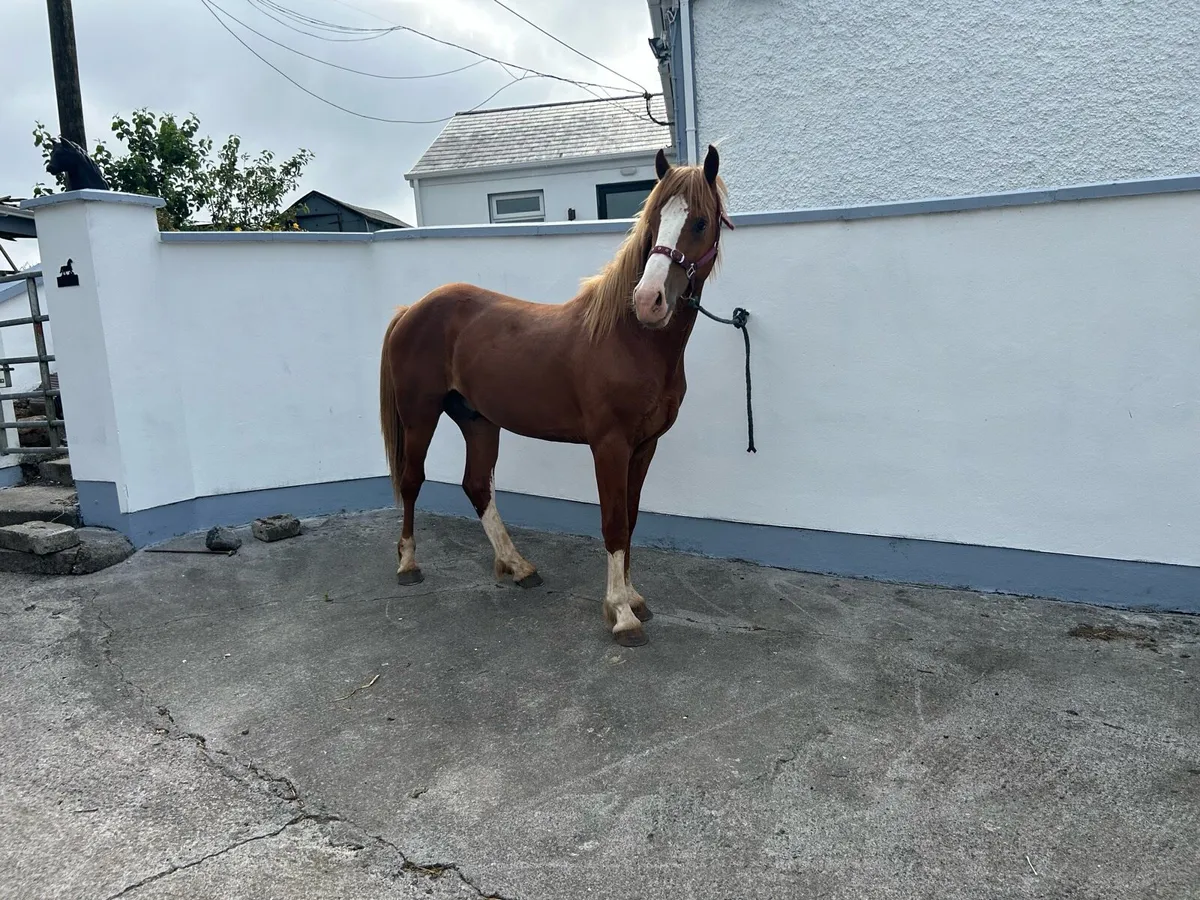 Horse - Image 2