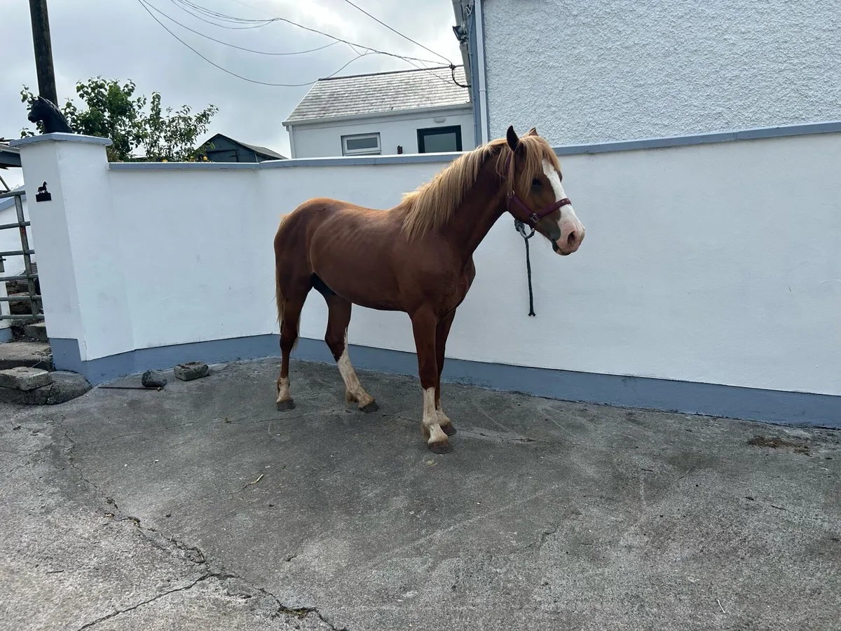Horse - Image 3