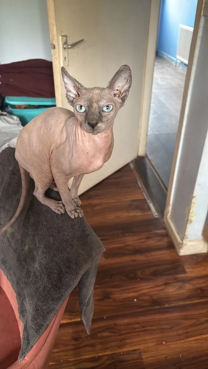 Cats - Image 4