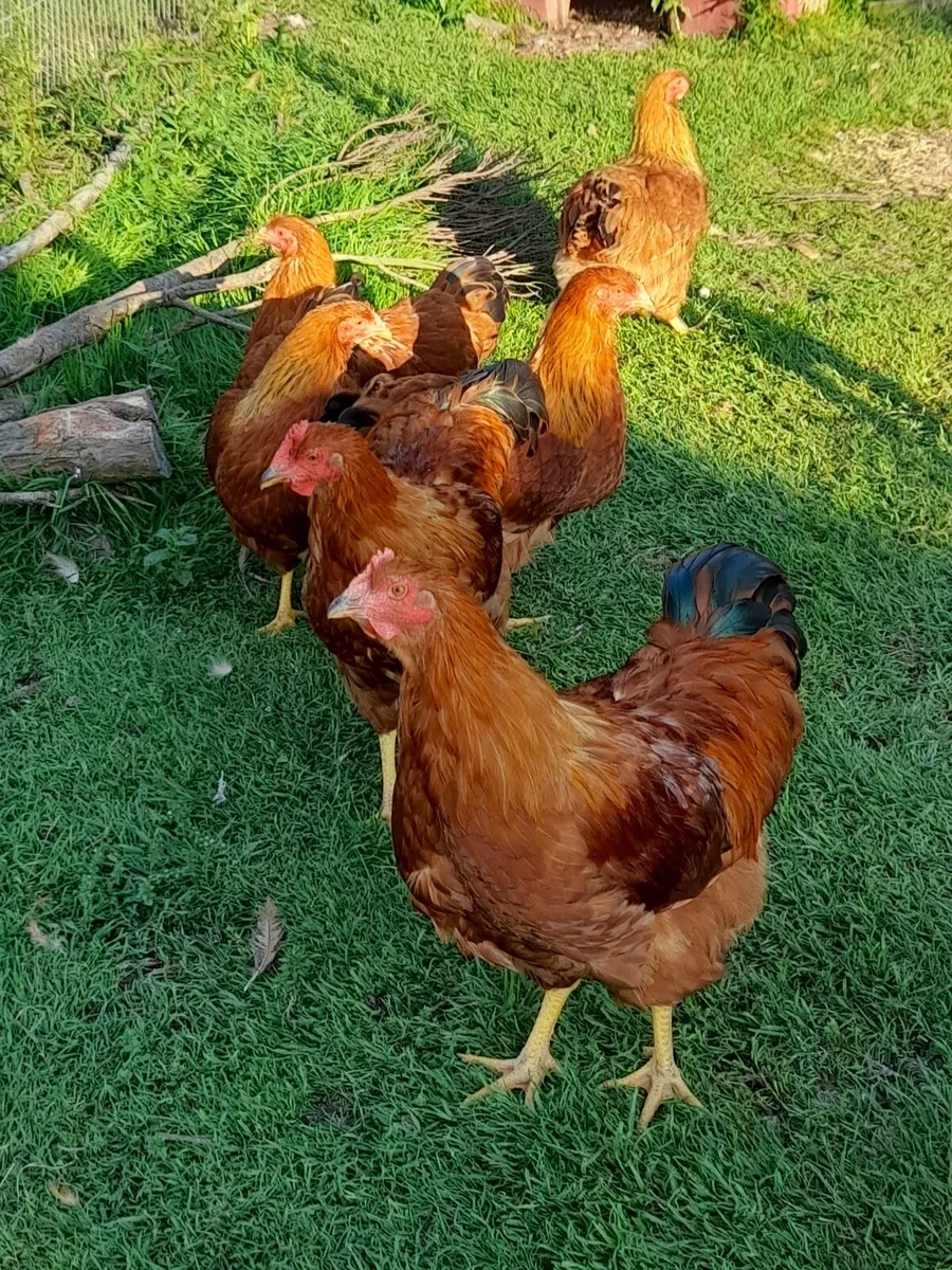 Purebred,Rooster - Image 1