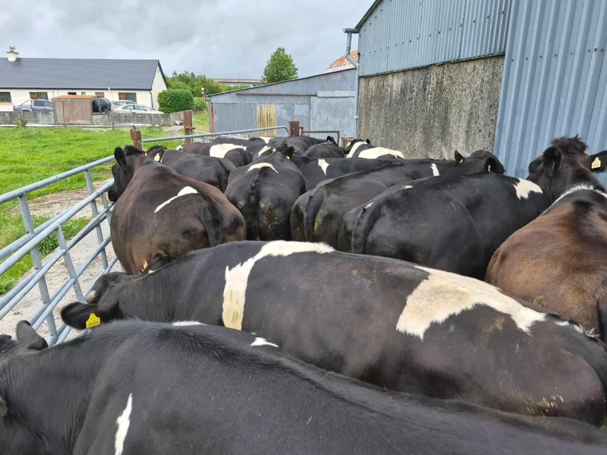 Cattle - Image 2
