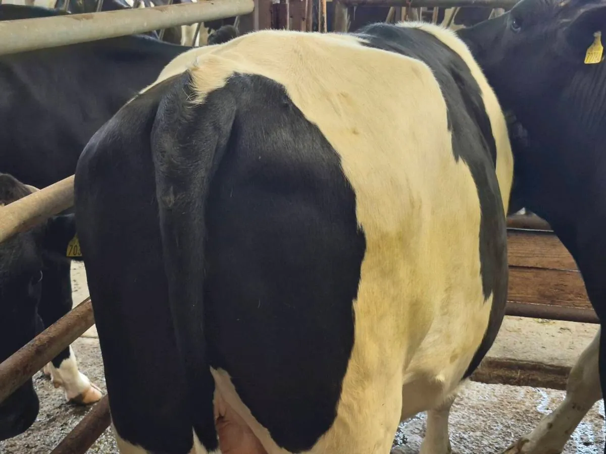 Cattle - Image 3