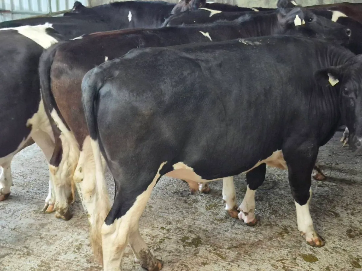 Cattle - Image 4