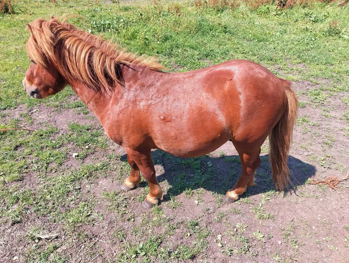 Pony - Image 2