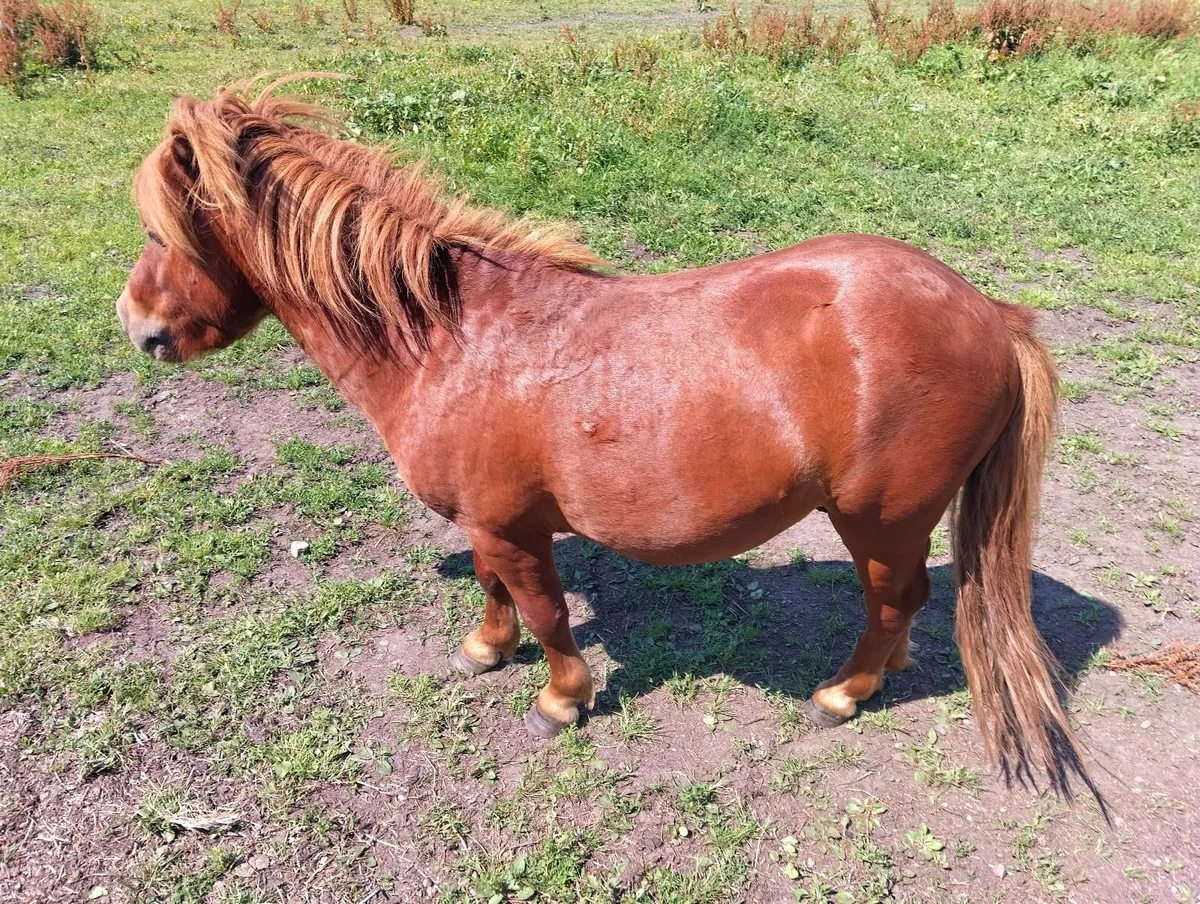Pony - Image 1