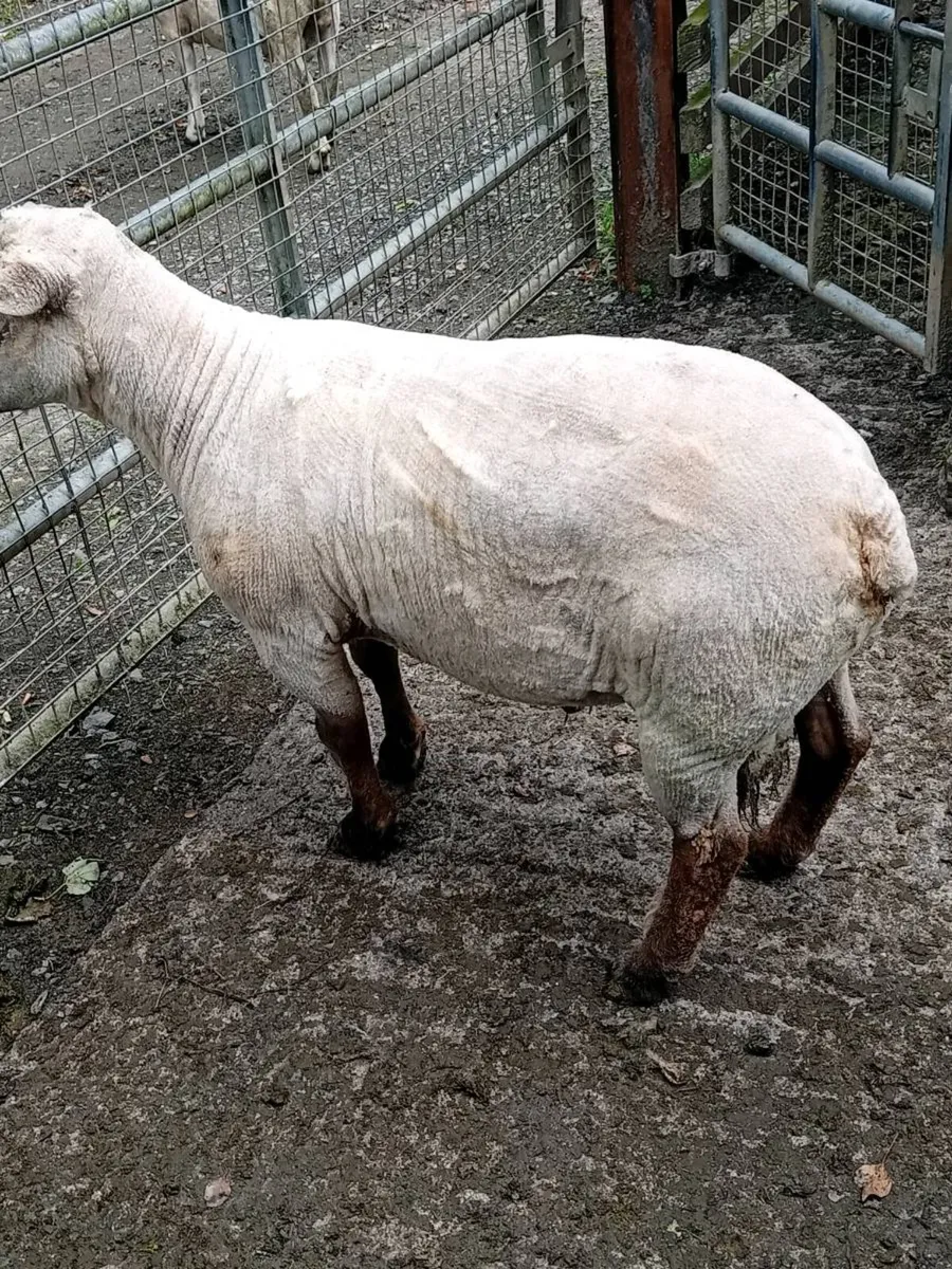 SELECTION OF RAMS FOR BREEDING - Image 1