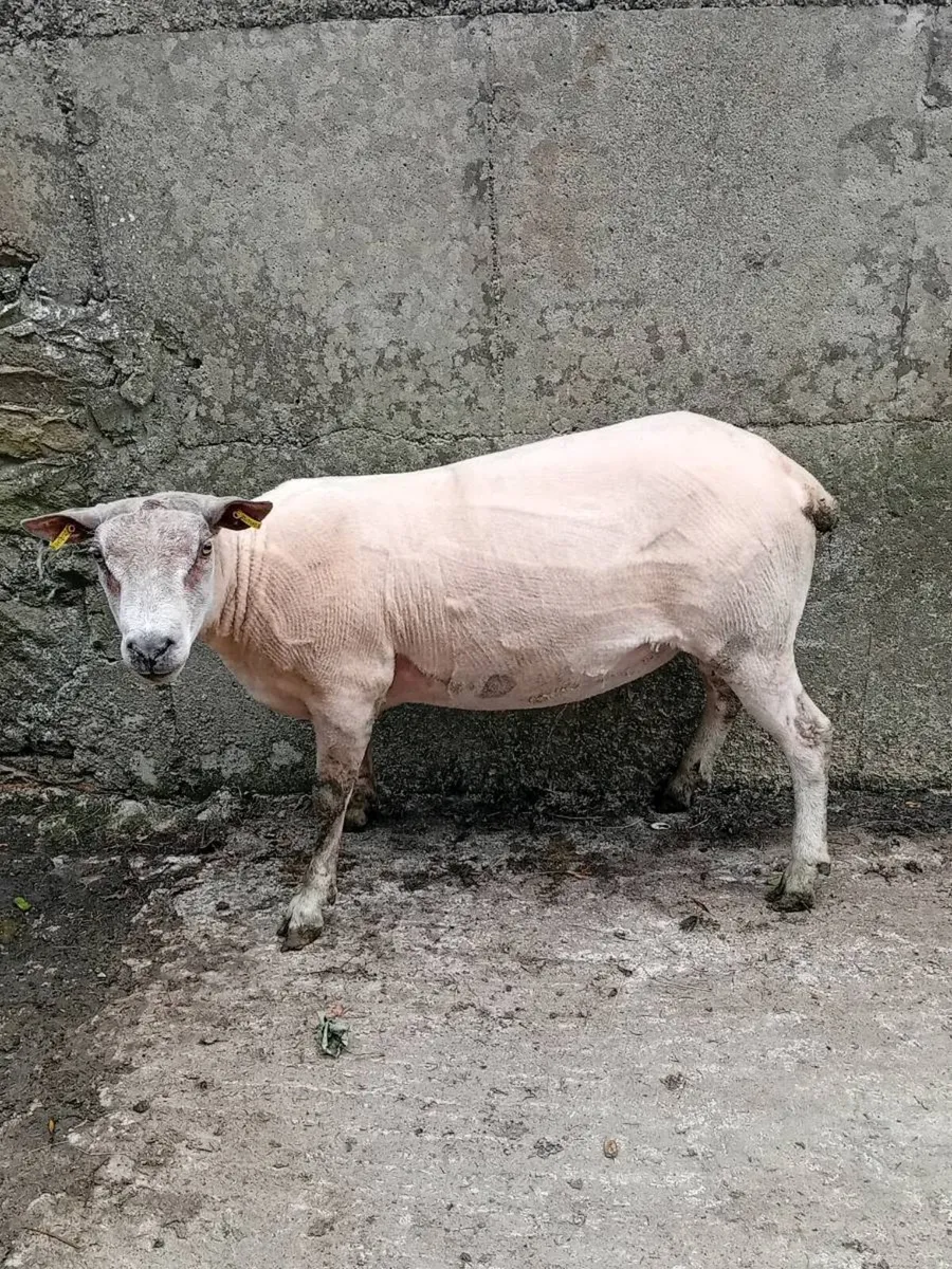 SELECTION OF RAMS FOR BREEDING - Image 3