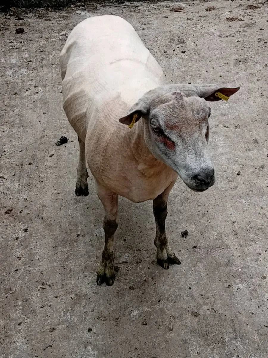 SELECTION OF RAMS FOR BREEDING - Image 4
