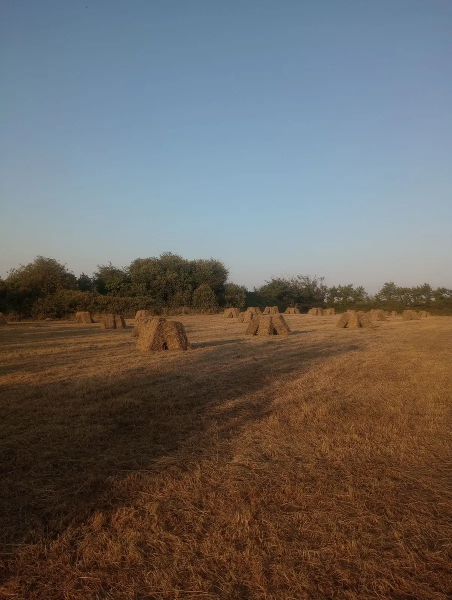 Small organic hay bales - Image 2