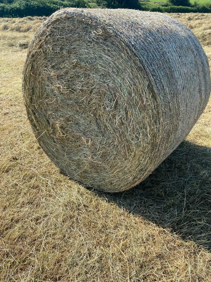 Hay Round Bales - Image 3
