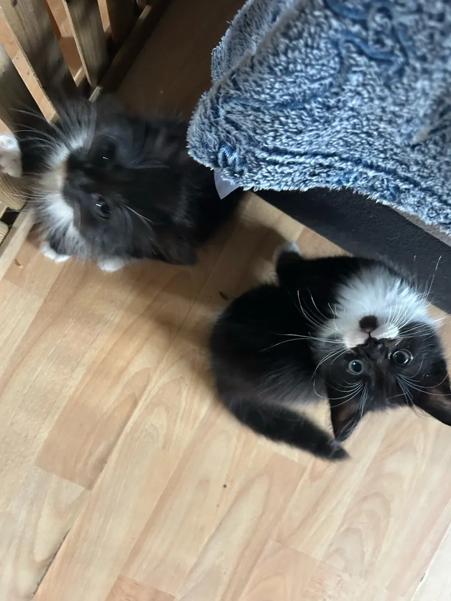 Beautiful kittens - Image 3