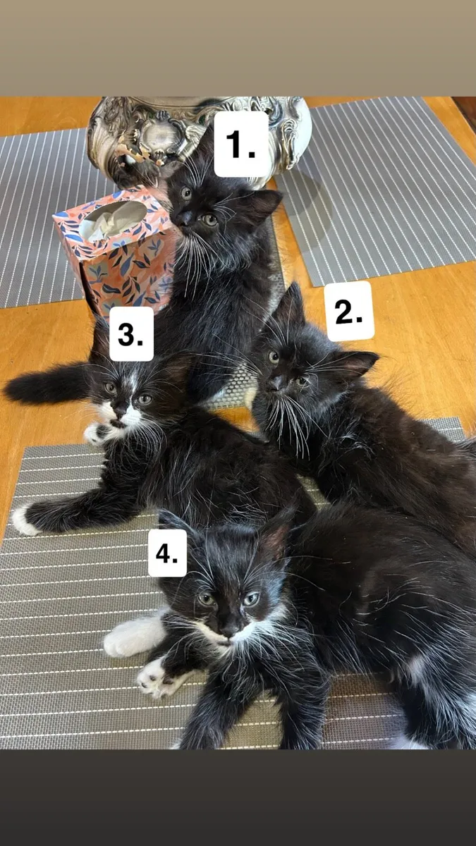 Beautiful kittens - Image 1