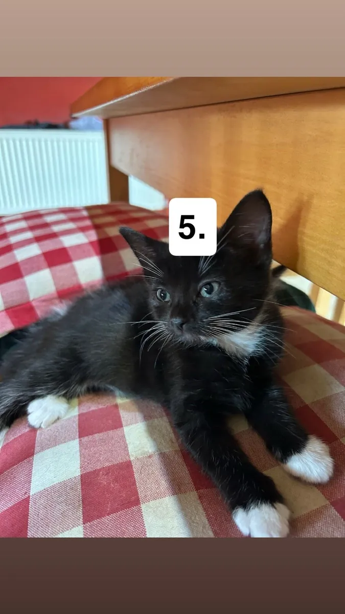 Beautiful kittens - Image 2