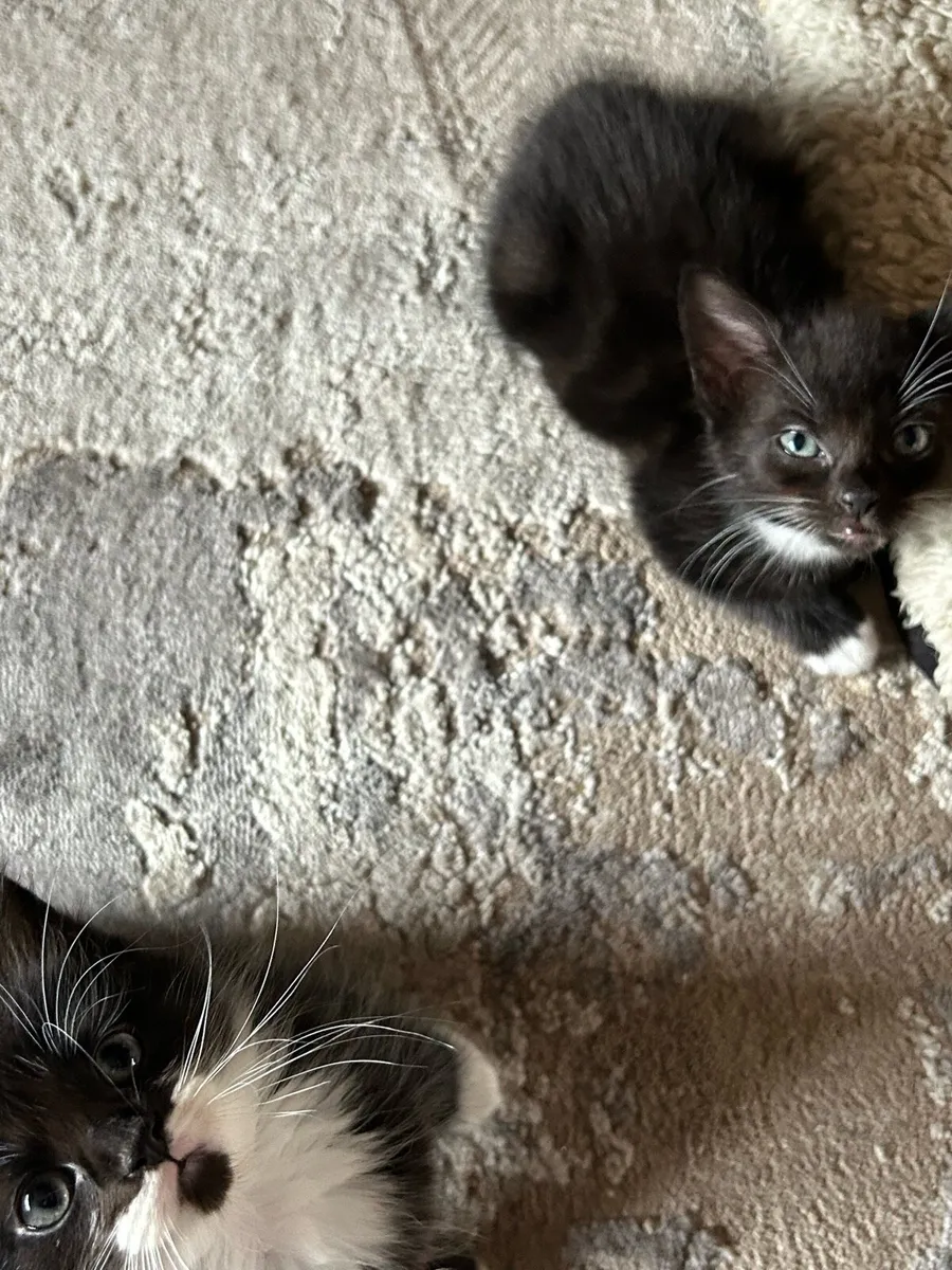 Beautiful kittens - Image 4