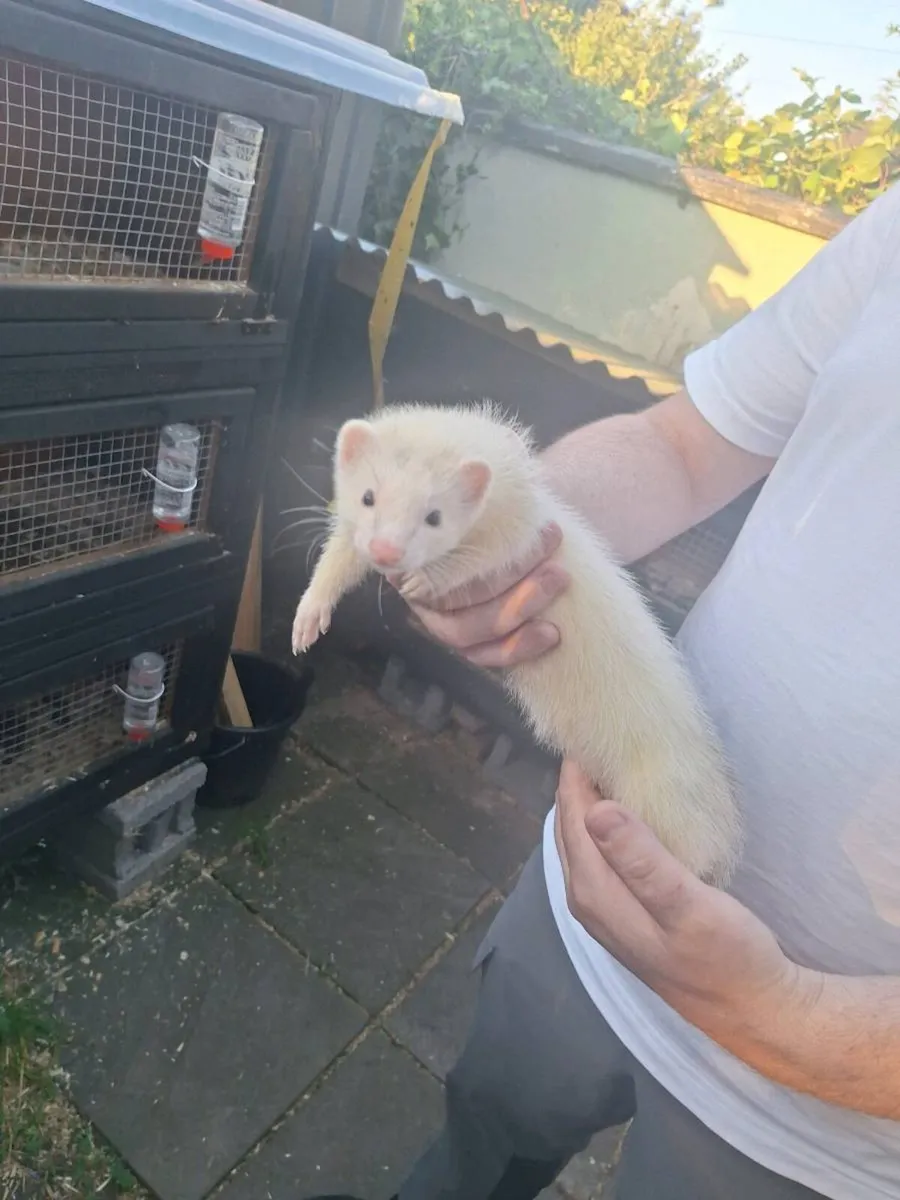 Ferret kits - Image 1