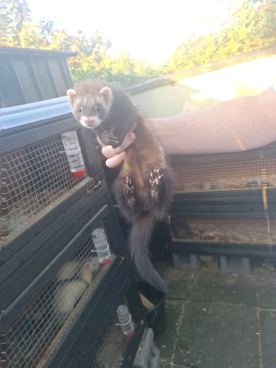 Ferret kits - Image 2