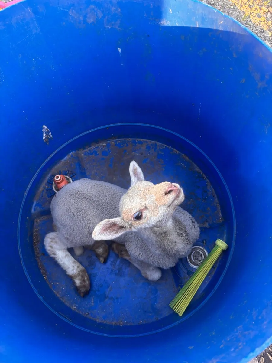 Pet lamb - Image 2