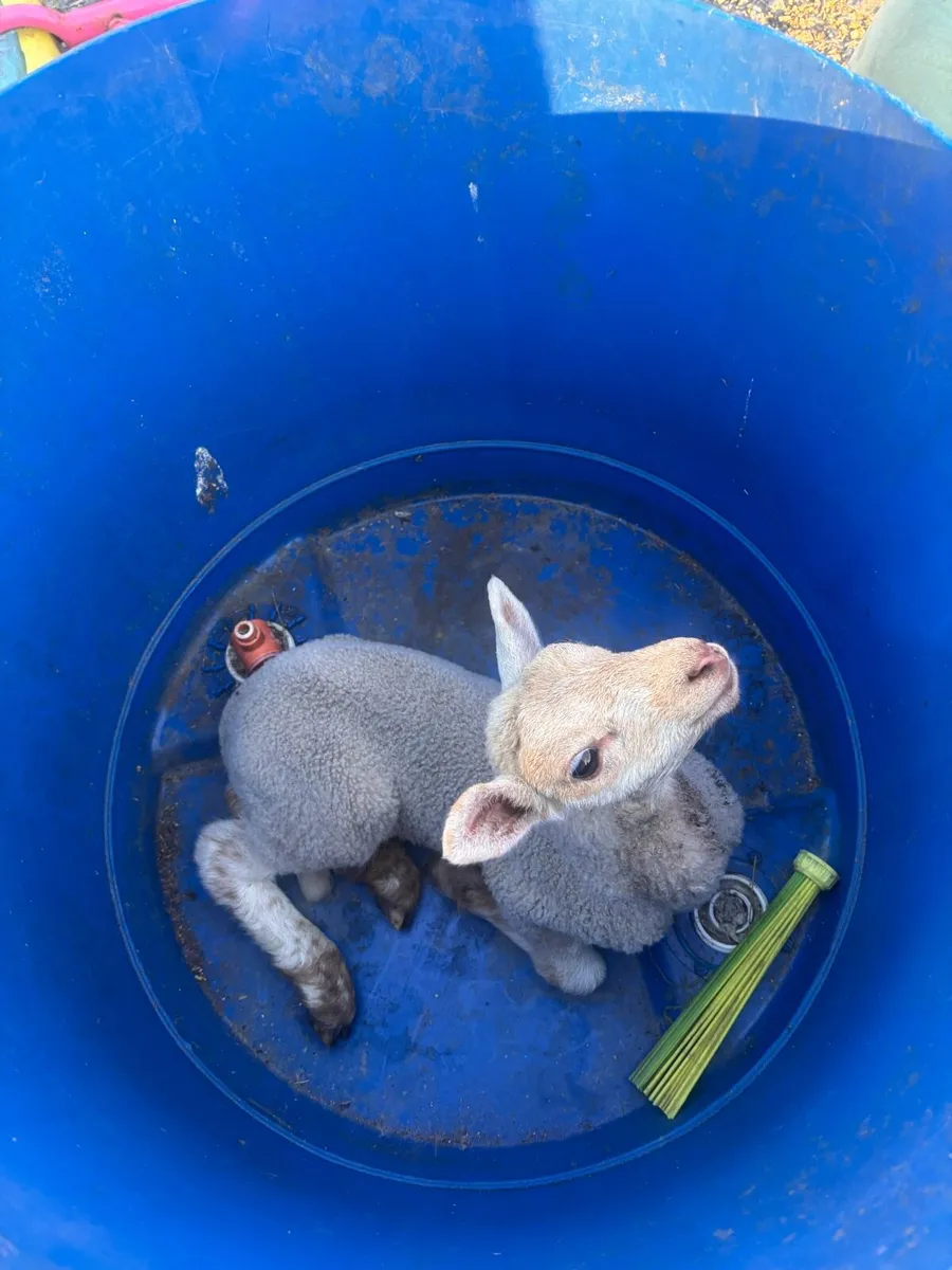 Pet lamb - Image 3