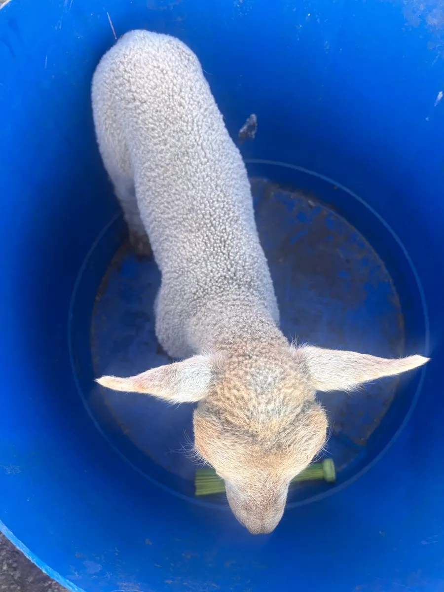 Pet lamb - Image 4