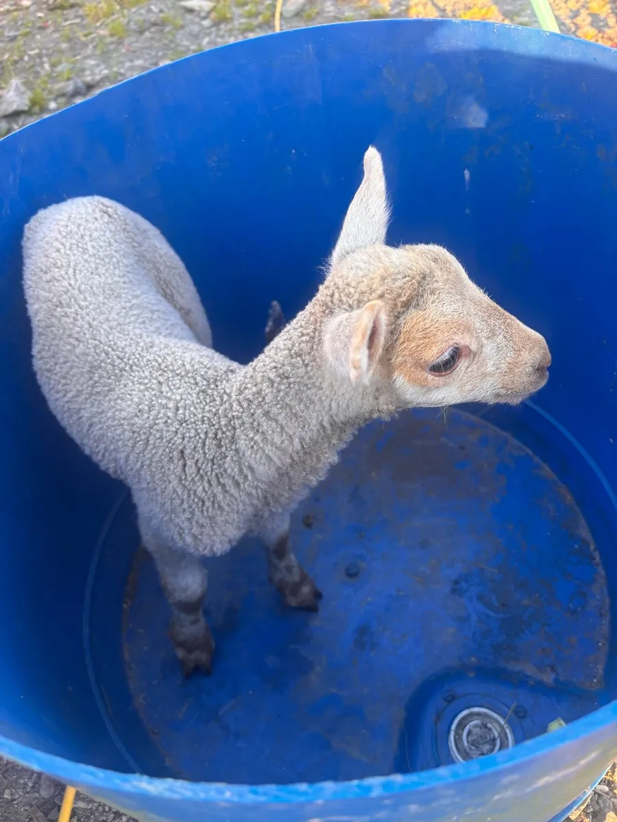 Pet lamb - Image 1