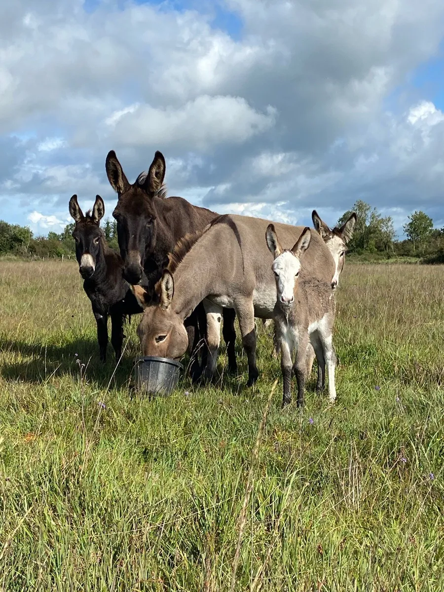 Jack donkey